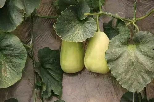 吃脆瓜会过敏,揭秘食用脆瓜可能引发的过敏反应