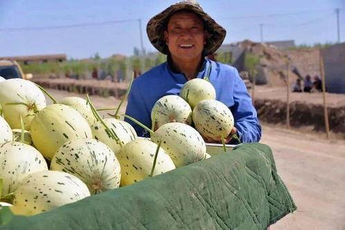 瓜州的瓜可以吃吗,探寻可食用瓜类奥秘