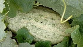 哈密瓜免费吃地点,揭秘哈密瓜免费大餐的神秘地点