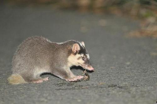 头号吃瓜猹,网络红人的崛起与争议