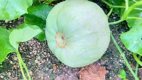 几个月可以吃小瓜,几个月的时令美味之旅