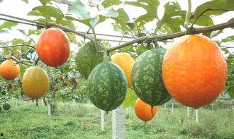 吃吊瓜通便,轻松通便新体验