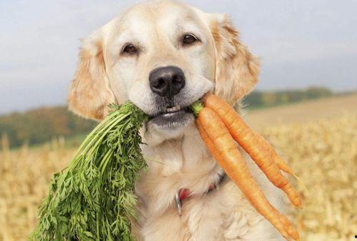 狗狗吃角瓜,一场意外的健康冒险