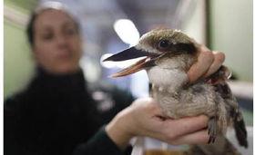 小鸟吃瓜配音片段,小鸟吃瓜配音片段趣味集锦