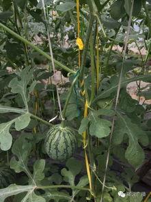 吃瓜系统瓜田,揭秘吃瓜系统的神秘瓜田之旅