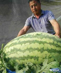 王大呱吃瓜,揭秘娱乐圈幕后故事