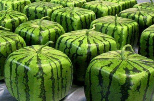 38中吃瓜,揭秘校园里的“瓜田”风云