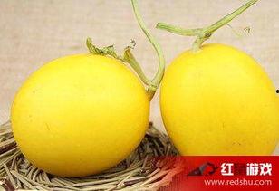 吃瓜会嗓子难受,揭秘嗓子难受的真相与应对策略