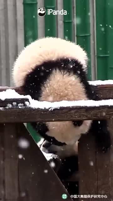 吃瓜小熊巴基斯坦,探寻异国风情与美食