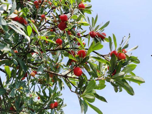 温州叶丛吃瓜,揭秘叶丛吃瓜背后的故事与启示