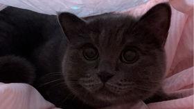 开心吃瓜小猫咪,萌宠日常趣事大盘点