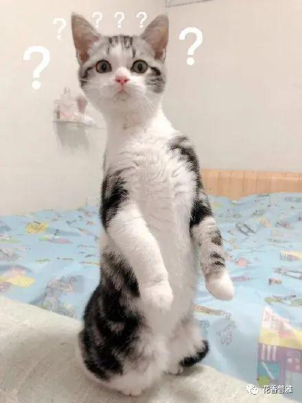 猫咪站立吃瓜,萌态十足！