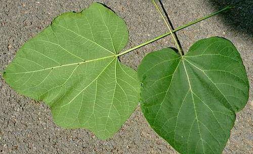 杨瓜叶可以吃吗,可食用还是禁忌？揭秘其食用安全与营养价值