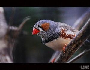 hq吃瓜雀黑雀,揭秘黑雀背后的真相与争议