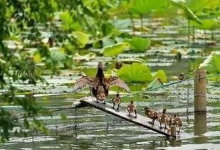 吃瓜撮合鸳鸯,甜蜜爱情故事即将上演