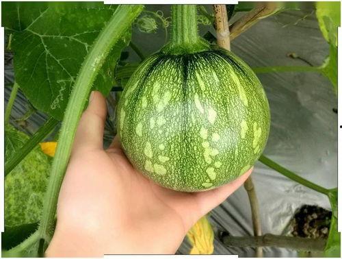 吃瓜第42天,揭秘娱乐圈背后的真相与秘密