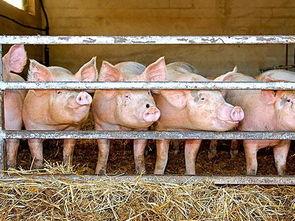 梦见猪吃瓜,猪儿瓜田乐逍遥