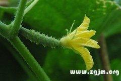 孕妇梦到吃小瓜,小瓜预示着什么？